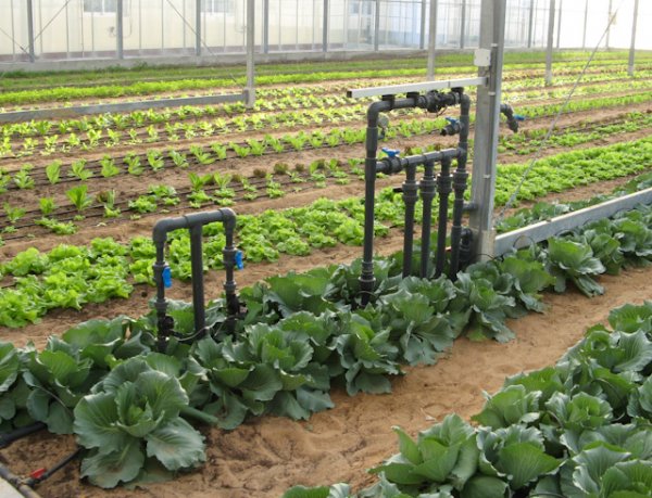 Abu dhabi organic farms 28