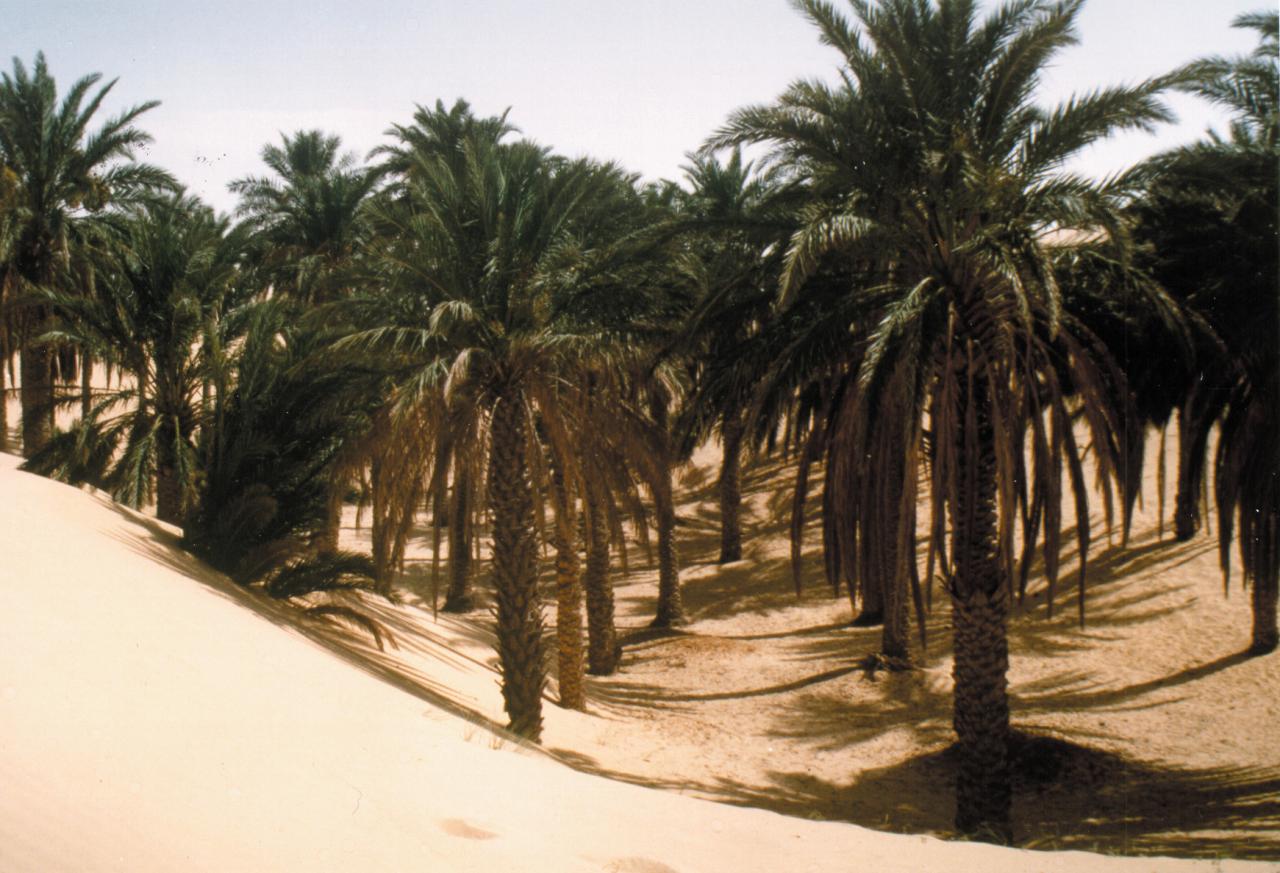 dunes-desert1.jpg